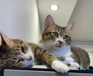 �Ҳ����Ĺ���Ա��н����ֻ���ĵײ��˵ļ���